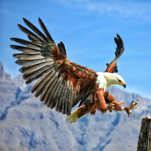 Falcon Ridge - Bird of Prey Centre
